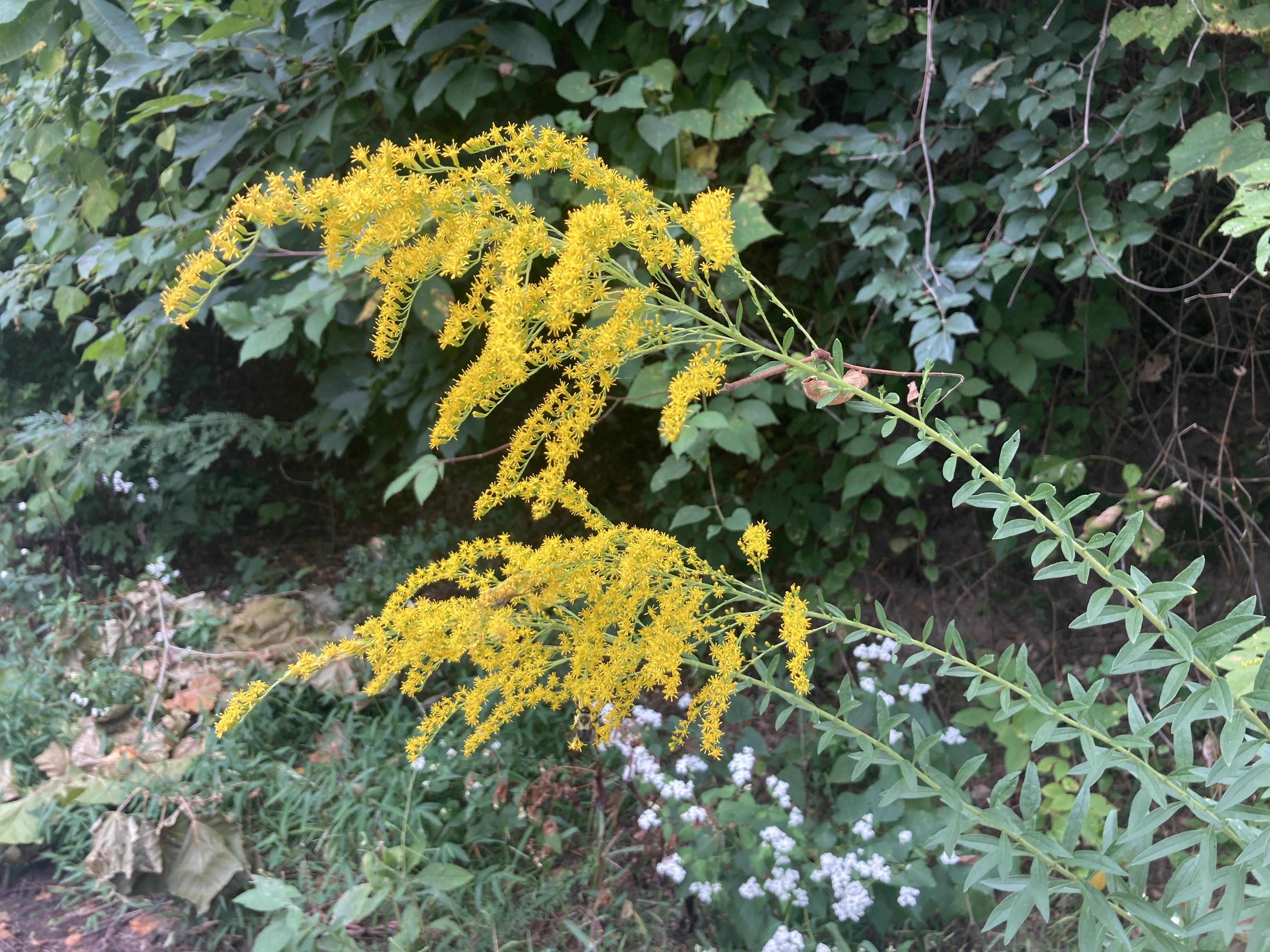 Goldenrods of Arkansas